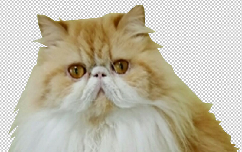 Adobe Photoshop Elements 12 4.jpg