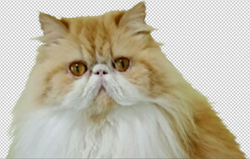 Adobe Photoshop Elements 12 5.jpg