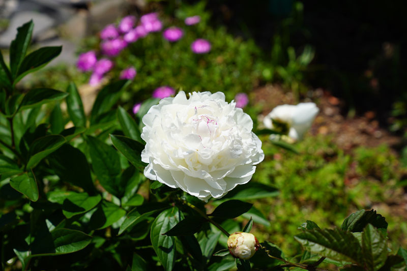あぐりの丘 花 1.JPG