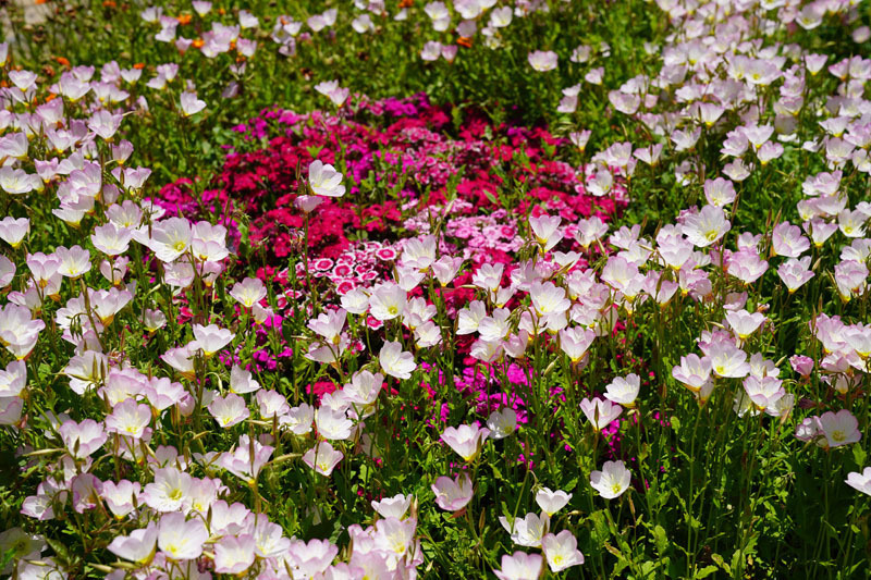 あぐりの丘 花 2.JPG
