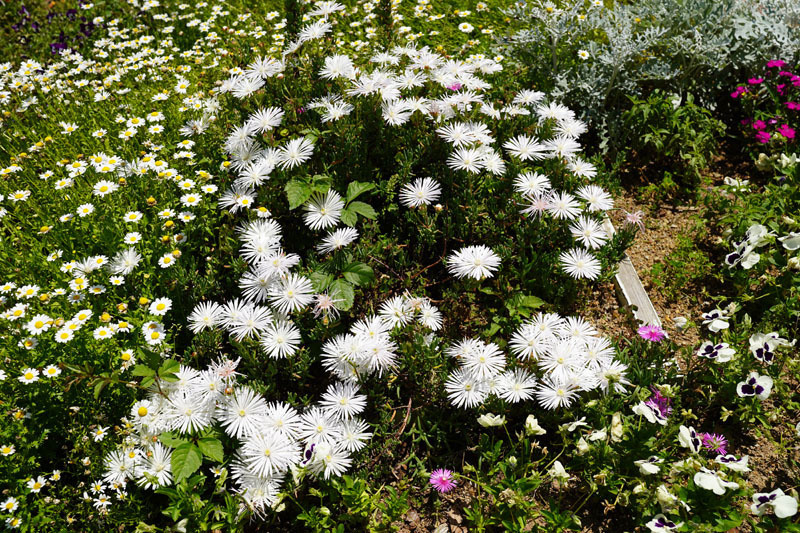 あぐりの丘 花 3.JPG