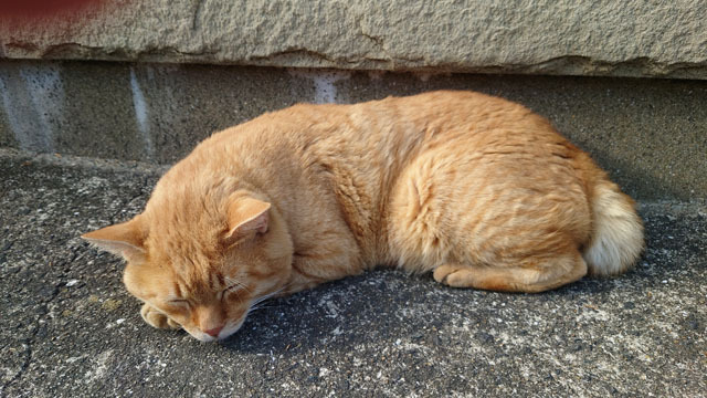 お寺のにゃんこ.JPG