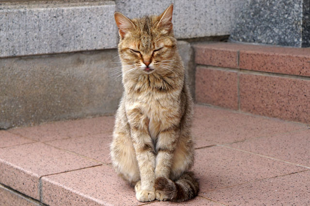 お寺のにゃんこ (1).JPG