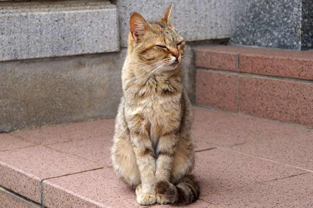 お寺のにゃんこ (2).JPG