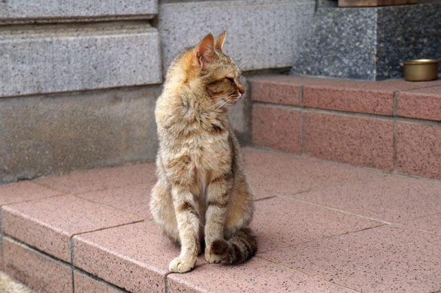 お寺のにゃんこ (4).JPG