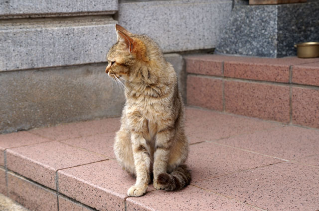 お寺のにゃんこ (5).JPG