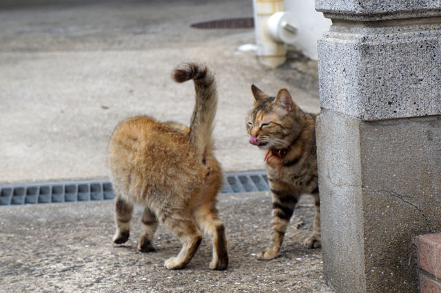 お寺のにゃんこ (6).JPG