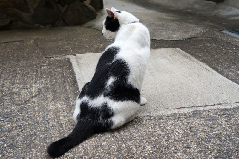 お寺のにゃんこ 1.JPG