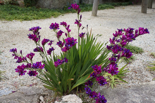 お寺の花.JPG