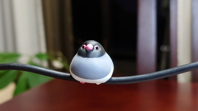 こーどの鳥さん (2).JPG