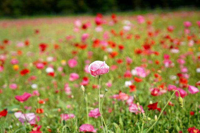 しまばら火張山花公園　8.JPG