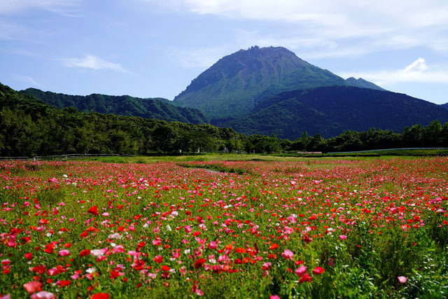 しまばら火張山花公園　普賢岳　4.JPG