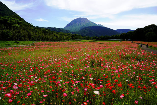 しまばら火張山花公園　普賢岳　5.JPG