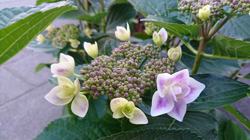 ながさき紫陽花まつり 10.JPG