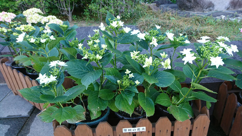 ながさき紫陽花まつり 6.JPG