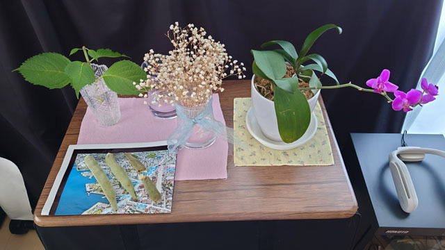 ふじの種 (1).JPG