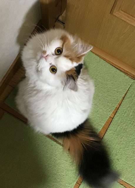 らいむ (2).jpg