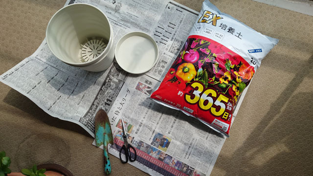 アボカドを水耕栽培から鉢に植え替える (1).JPG