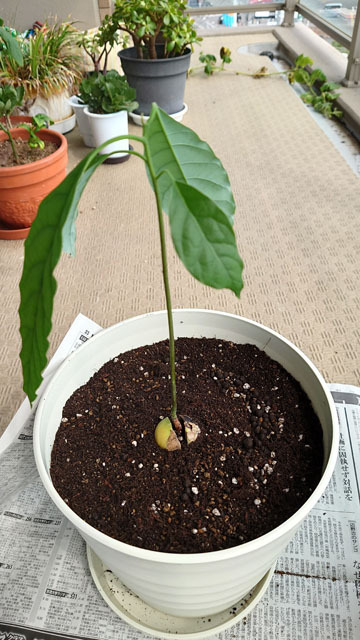 アボカドを水耕栽培から鉢に植え替える (5).JPG