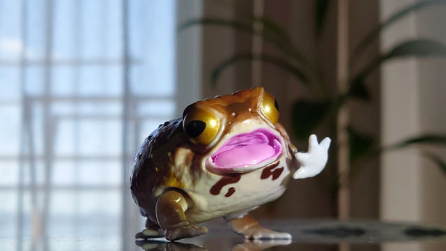 アメフクラガエル.JPG