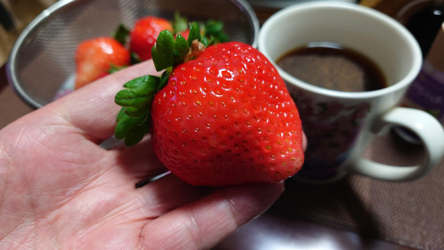 イチゴ (2).JPG