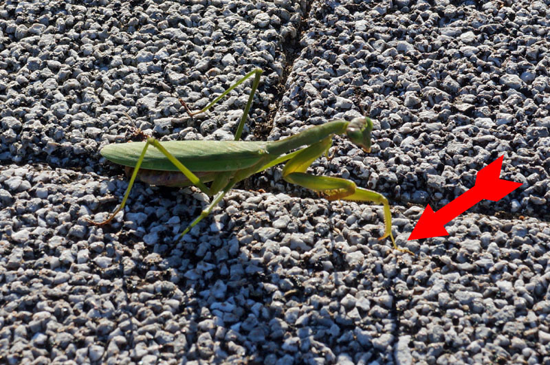 カマキリ　2.jpg
