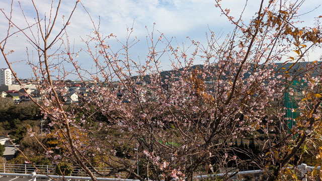 サクラ (2).jpg