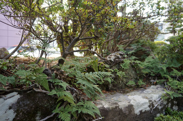シダ Sony NEX-F3 (8).JPG