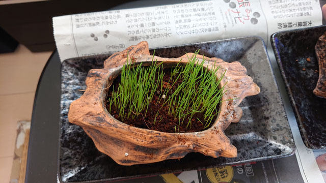 チモシー.JPG