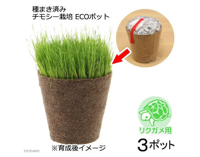 チモシー栽培　ECOポット.jpg
