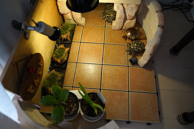 チモシー栽培　ECOポット (3).JPG