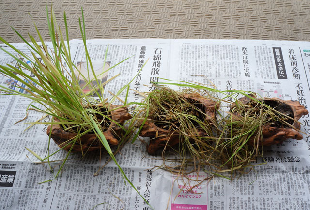 ネコ草 (1).JPG
