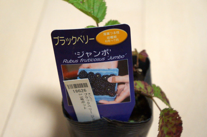 ブラックベリー　3.JPG