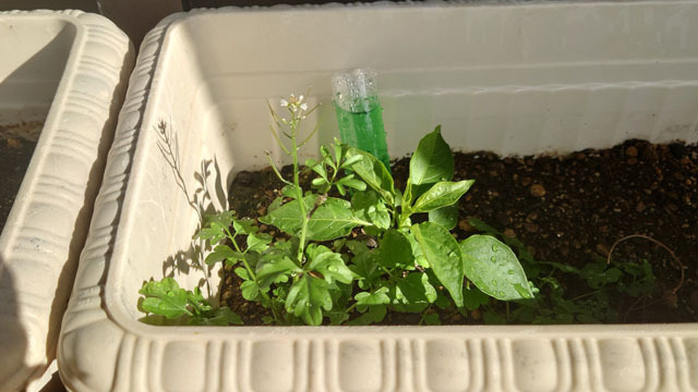 プランターの植物 (2).JPG