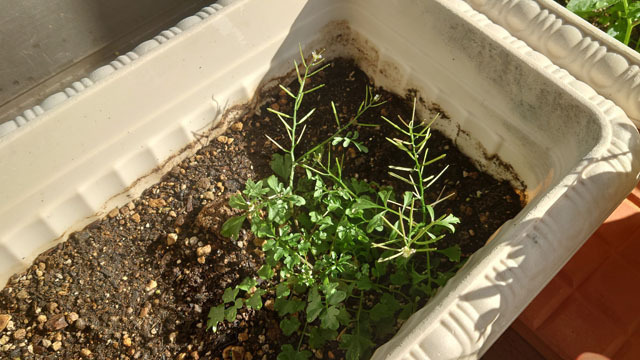 プランターの植物 (3).JPG
