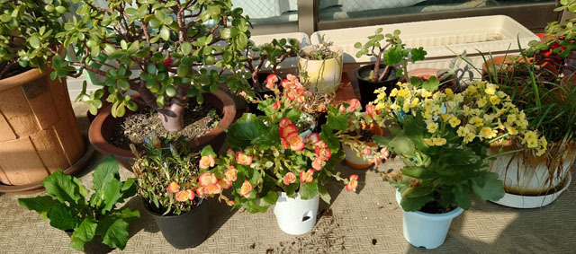 ベランダの植物.JPG