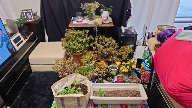 ベランダの植物の避難.JPG