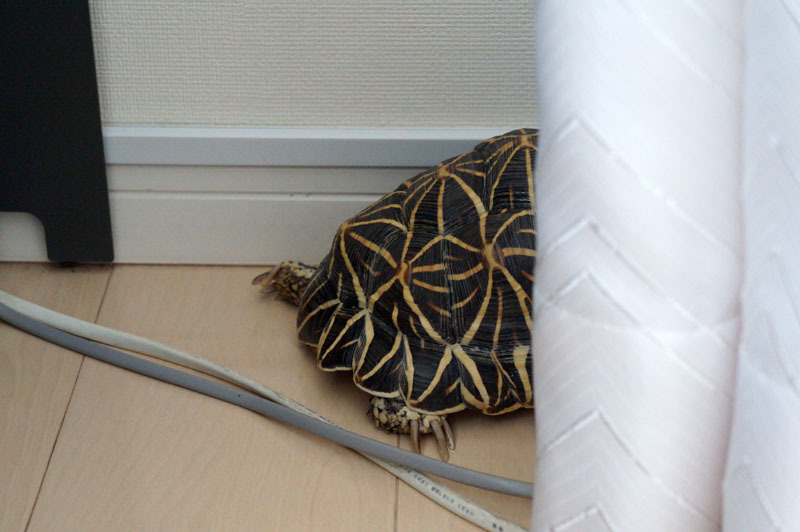 ホシガメ.JPG