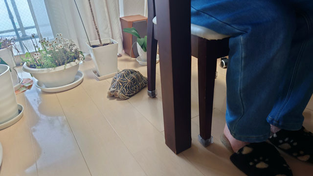 ホシガメ.JPG