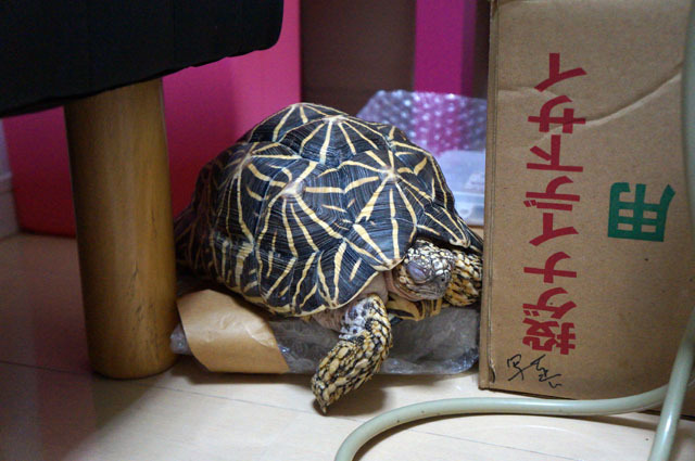 ホシガメ.JPG