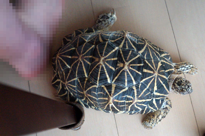 ホシガメ.JPG
