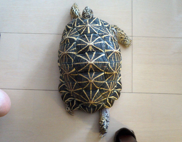 ホシガメ.JPG