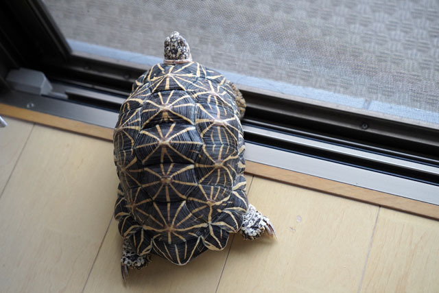 ホシガメ (1).JPG
