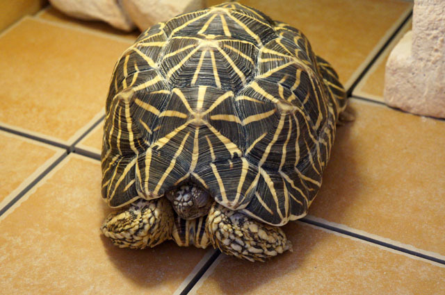 ホシガメ (2).JPG