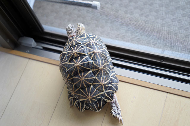 ホシガメ (2).JPG