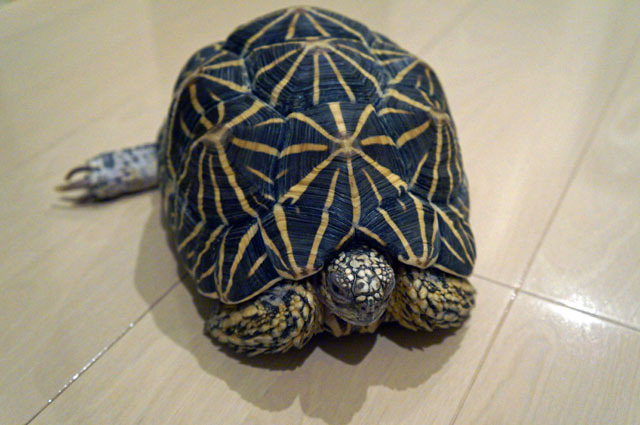ホシガメ (2).JPG