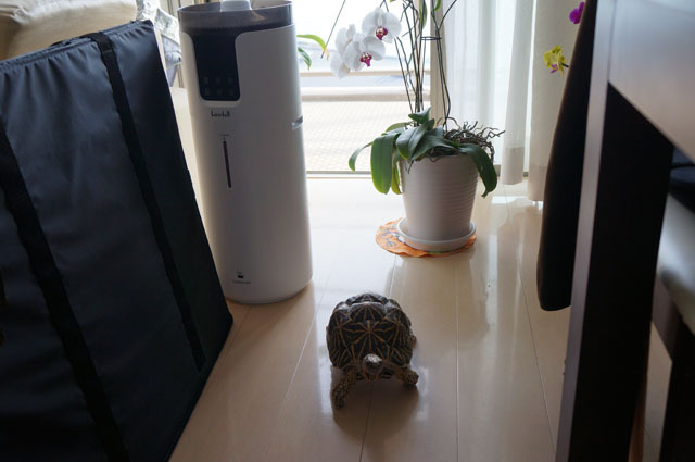 ホシガメ (2).JPG