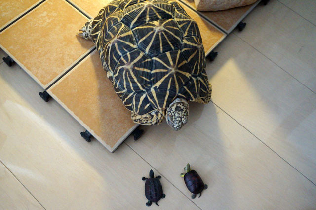 ホシガメ (3).JPG