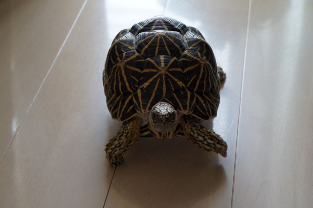 ホシガメ (3).JPG