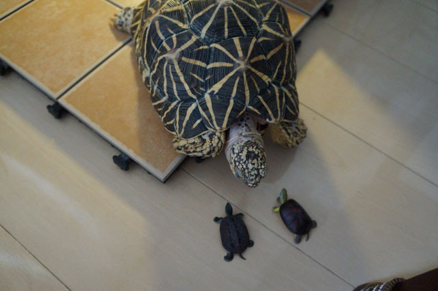 ホシガメ (4).JPG